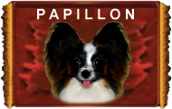 WELCOME TO THE PAPILLON'S WEBSITE